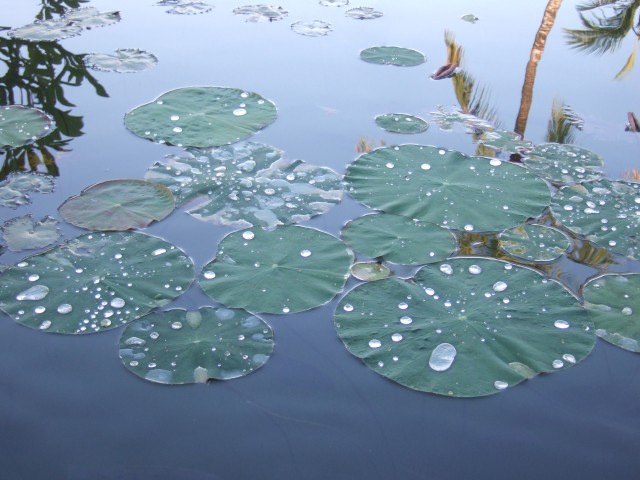 Drops of water on Lotus petals became crystalline jewels, like Mani Stones.