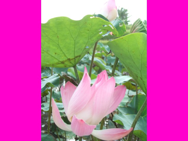 A Lotus in its fullness.
